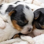 Colour Me In Razzmatazs & Rosalie Biewer Terrier Puppies