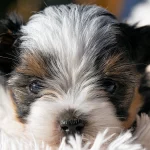 Biewer Terrier Puppy Colour Me In Razzmatazz