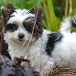 Biewer Terrier Puppy Colour Me In Razzmatazz