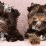 left Chocolate and white right chocolate and tan  yorkie pups chocolate yorkshire terrier puppies