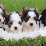 Biewer Terrier Bon Hiladel Jasmin & her siblings in Belarus
