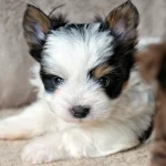 Biewer Terrier Puppy Colour Me In Ulysses