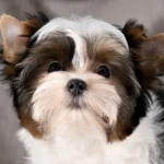 Colour Me In Rabbie Burns