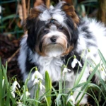 Biewer Terrier Puppy Colour Me In Pippin