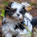 Colour me In Razzmatazz