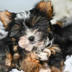 Colour me In Vinca Heart Of Class