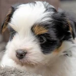 Biewer Terrier Puppy Colour Me In Ulysses