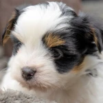 Biewer Terrier Puppy Colour Me In Ulysses