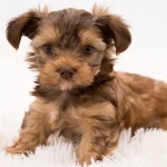 Colour Me In Benji Red Ocean Pearl Colourful Yorkshire Terrier Puppy