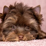 Colour Me In Queen Of Jazz 2021