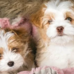 Colour Me In Bramble & Colour Me In Flossie