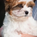 Ocean Pearl & White Parti Colourful Yorkshire Terrier Puppy
