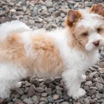 Chocolate Red & White Parti Colourful Yorkshire Terrier Puppy