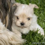 Golddust Yorkshire Terrier Puppy Colour Me In Cisco