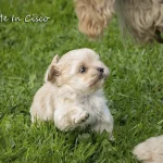 Golddust Yorkshire Terrier Puppy Colour Me In Cisco