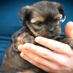 Ocean Pearl Yorkshire Terrier Puppy