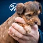 Red Ocean Pearl Puppy