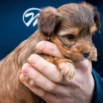 Red Ocean Pearl Puppy