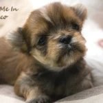 Red Ocean Pearl Colourful Yorkshire Terrier Colour Me In Chico