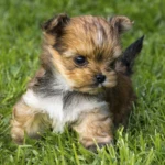 Red Ocean Pearl Colourful Yorkshire Terrier Colour Me In Chico