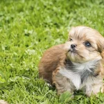 Red Ocean Pearl Colourful Yorkshire Terrier Colour Me In Chico