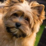 Ocean Pearl Colourful Yorkshire Terrier Puppy